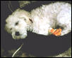 Snowball sleeping