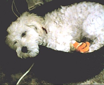 Snowball sleeping