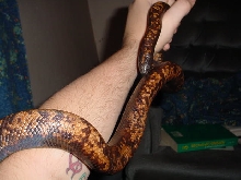 large female calabar