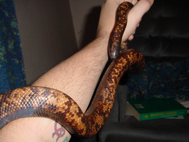 large female calabar