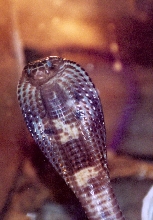 Indian cobra in blue