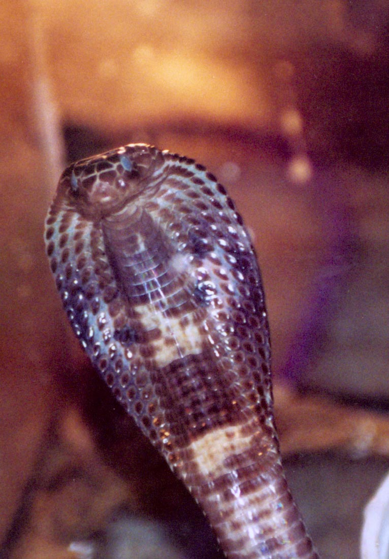 Indian cobra in blue