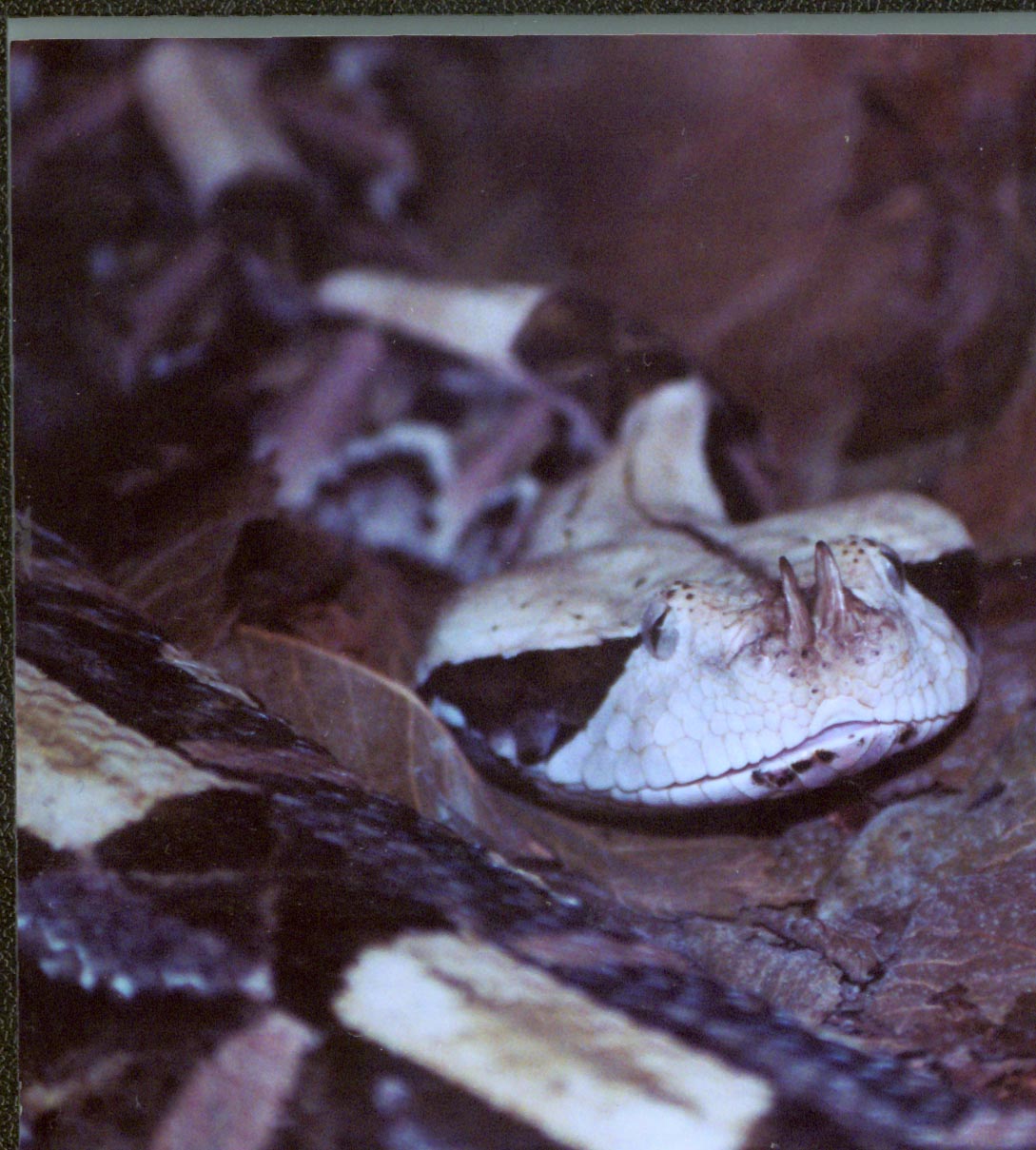 female west african gaboon