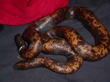 female calabar burrowing python