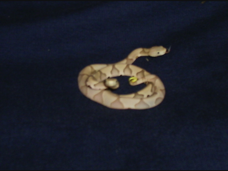 Hypo copperhead?