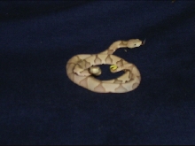 Hypo copperhead?