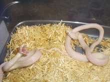 texas rats