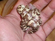 Feeding in hand