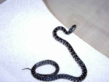 Axanthic