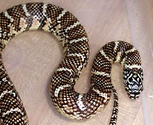 Female floridana