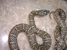 Male floridana