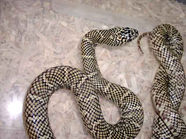 Male floridana