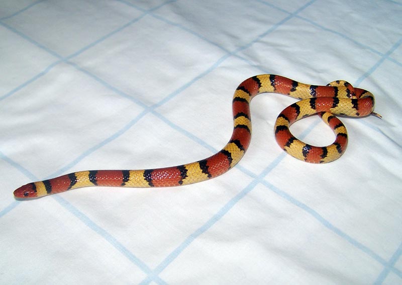 Scarlet