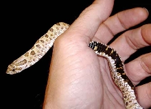 Western Hognose