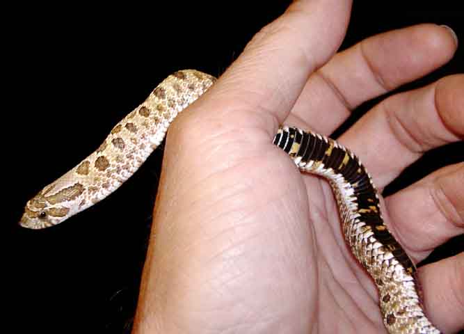 Western Hognose