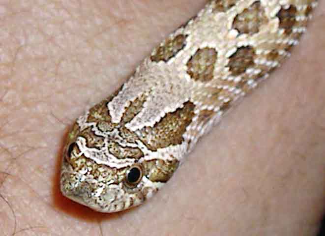 Western Hognose 2