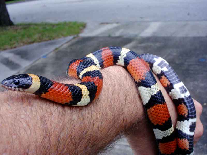 Annulata