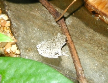 Gray Tree Frog