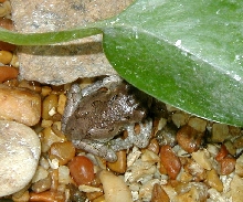 sick Gray Treefrog