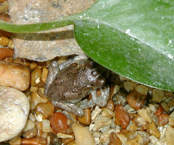 sick Gray Treefrog