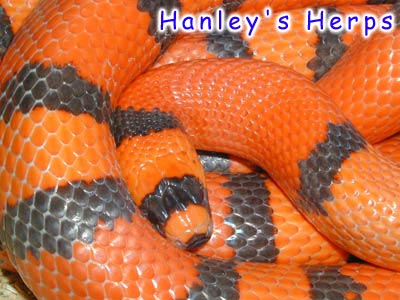 Hypo Honduran