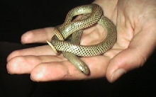 E. Sarao... Unknown snake