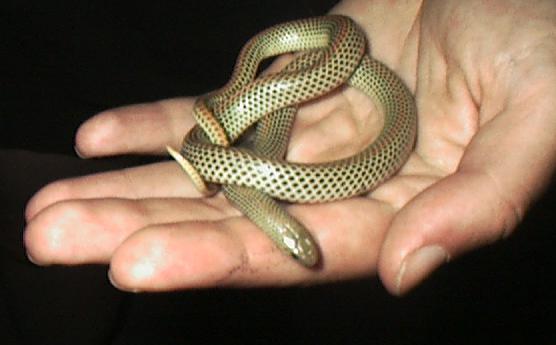 E. Sarao... Unknown snake