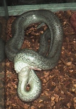 rosy boa feeding