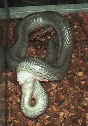 rosy boa feeding