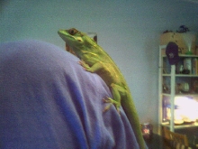 Knight anole