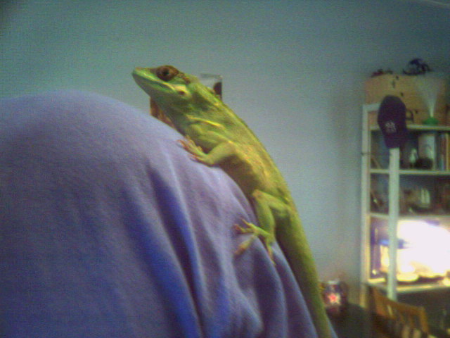 Knight anole