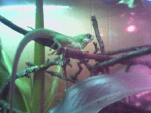 Knight anole again