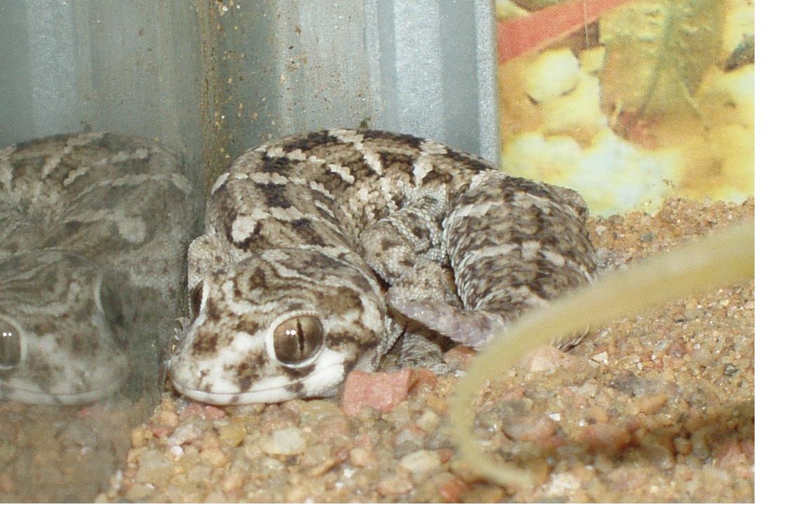 Vipergecko