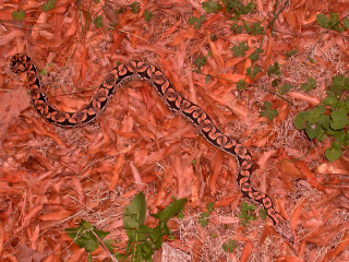 dumeril boa