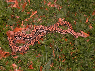 dumeril boa