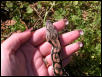 dumeril boa
