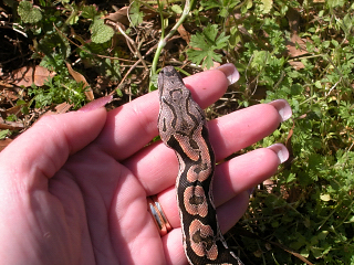 dumeril boa