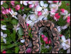 dumerils boa