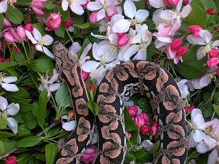 dumerils boa