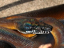 white lipped python