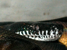 White Lipped Python