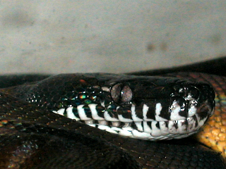 White Lipped Python