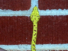 Green Tree Python