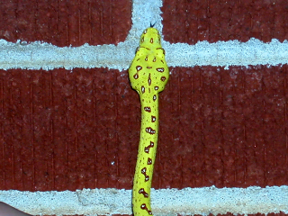 Green Tree Python