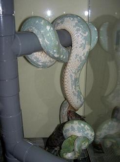 Biaks Female