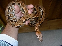 Hybride boa for sale
