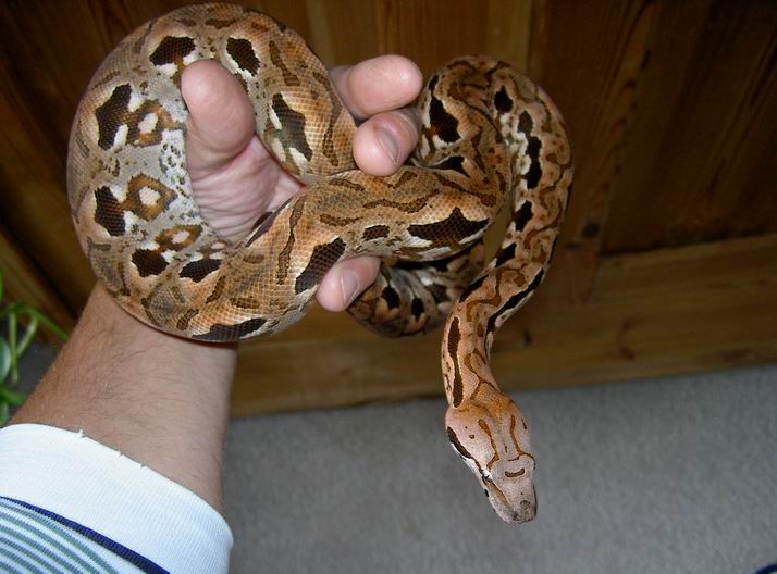 Hybride boa for sale