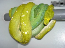 Biaks Male  X Sorong Female.