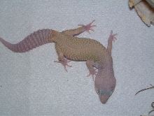 Lyra from crestedgecko.com