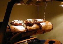 Male Blackthroat Monitor basking